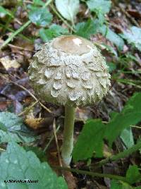 Agaricus rachodes image