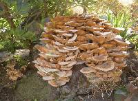 Armillaria cepaestipes image