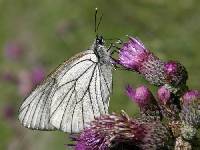 Image of Aporia crataegi