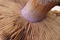 Agaricus rufoolivaceus image