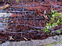 Armillaria borealis image