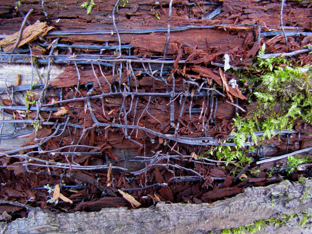 Armillaria borealis image