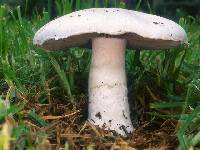 Agaricus campester image