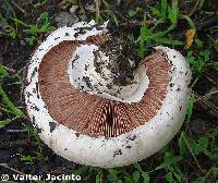 Agaricus campester image