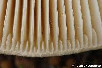 Amanita curtipes image