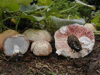 Agaricus albidocortinatus image