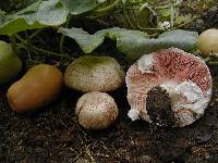 Agaricus albidogilvus image