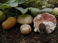 Agaricus deludens image