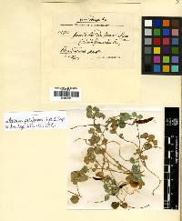 Aecidium anaphalis-leptophyllae image