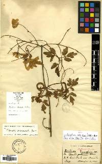 Aecidium thlaspinum image