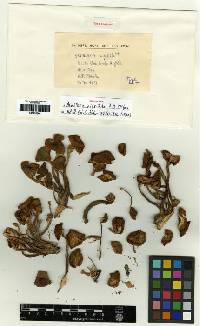Armillaria nigritula image
