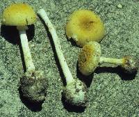 Amanita levistriata image