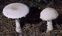 Amanita chrysoblema image