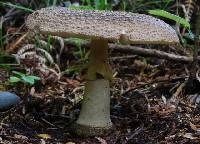 Amanita nothofagi image