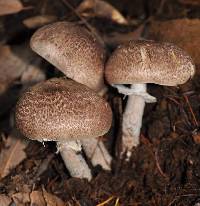 Agaricus subrutilescens image