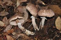 Agaricus subrutilescens image