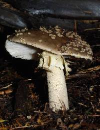 Amanita nothofagi image