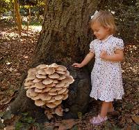 Armillaria casimirii image