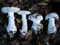 Amanita subjunquillea image