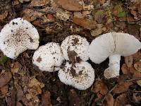 Amanita subjunquillea image