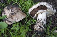 Agaricus albidogilvus image