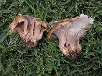 Agaricus petalodes image