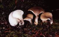 Agaricus petalodes image