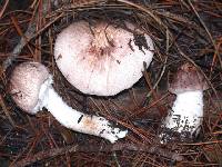 Agaricus subrutilescens image