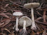 Amanita ananiceps image