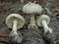 Image of Amanita ananiceps