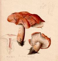 Agaricus aurantia image