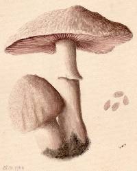 Agaricus campester image