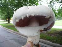 Agaricus status image