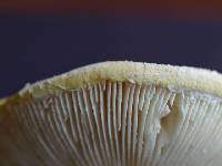 Amanita aprica image