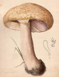 Agaricus accola image