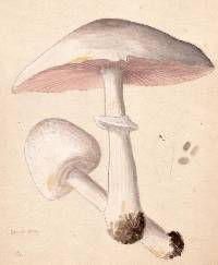 Agaricus deludens image