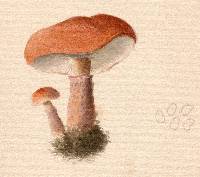 Agaricus terrei image