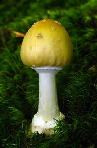 Amanita subjunquillea image