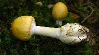 Amanita subjunquillea image