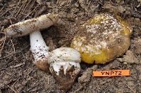 Amanita aprica image