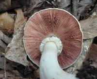 Agaricus status image