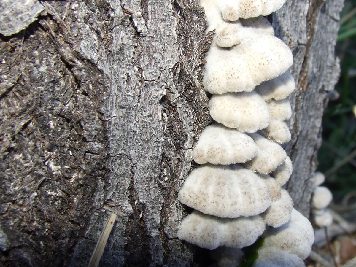 Antrodiella africitrina image