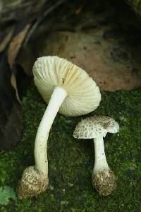 Agaricus onustus image