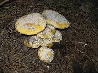 Amanita aprica image