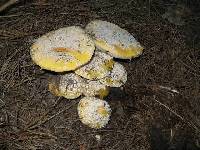 Amanita aprica image