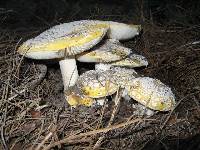 Amanita aprica image