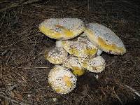 Amanita aprica image