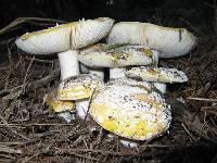 Amanita aprica image