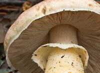 Agaricus porphyrizon image