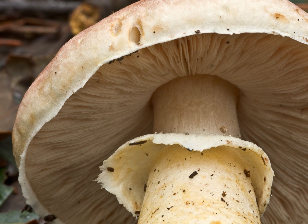 Agaricus porphyrizon image